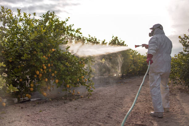 Best Termite Control Services  in Warsaw, KY