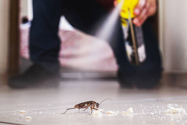 Wasp Removal Services in Warsaw, KY